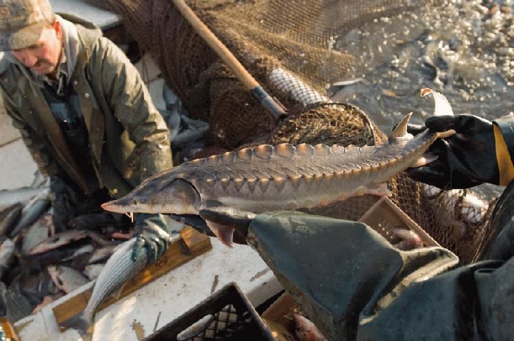Sturgeon